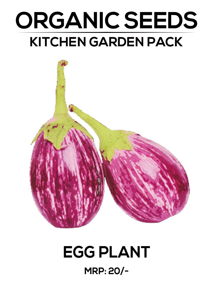 Brinjal Seeds