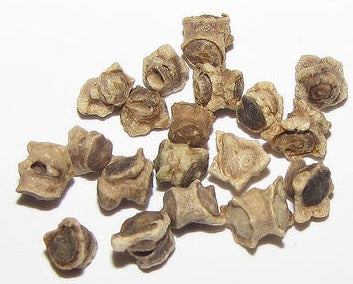 Beetroot Seeds