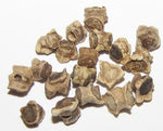 Beetroot Seeds