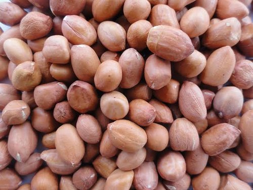 Groundnuts / Peanuts - நிலக்கடலை - ನೆಲಗಡಲೆ - వేరుశనగ