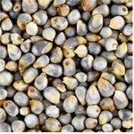 Naati Pearl Millet ( Sajje / Sajjalu / Kambu / Bajra / Kambam ) - Desi Variety