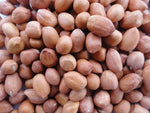 Groundnuts / Peanuts - நிலக்கடலை - ನೆಲಗಡಲೆ - వేరుశనగ