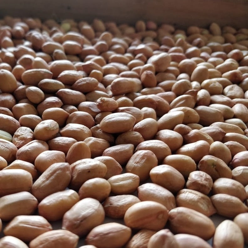 Groundnuts / Peanuts - நிலக்கடலை - ನೆಲಗಡಲೆ - వేరుశనగ
