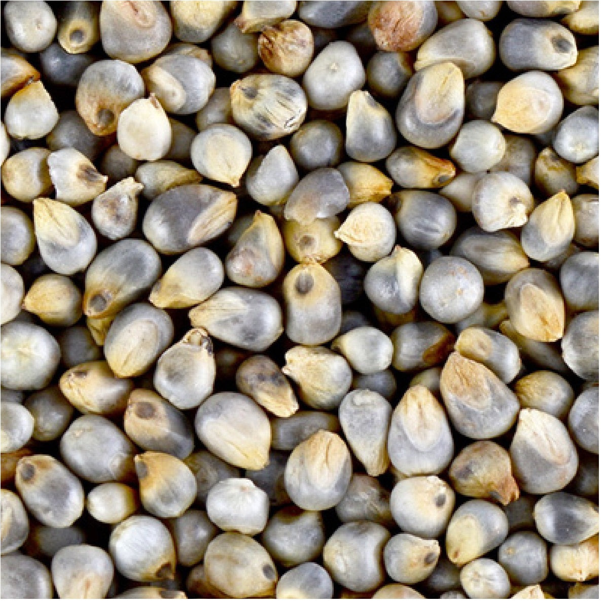 Naati Pearl Millet ( Sajje / Sajjalu / Kambu / Bajra / Kambam ) - Desi Variety