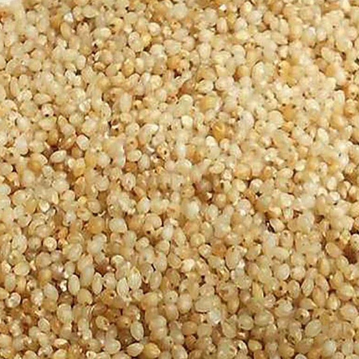 Unpolished Barnyard Millet( Oodalu / Udalu / Kuthiraivali / Sanwn / Kavadapullu - Naturally Grown )