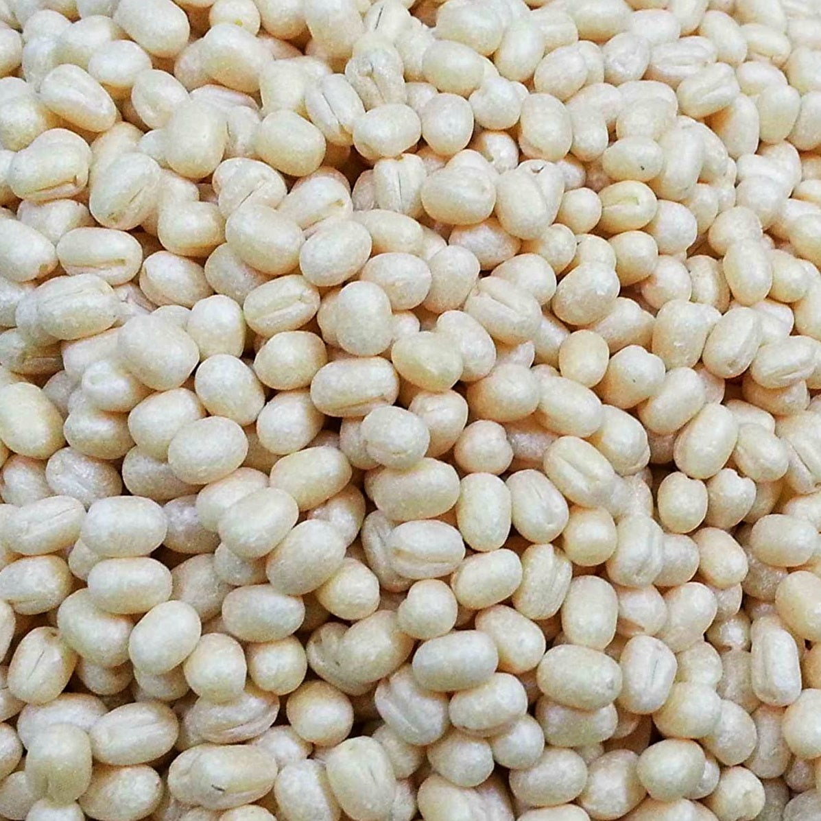 Urad Dhal Whole (Naturally Grown) - உளுத்தம் பருப்பு - ಉದ್ದಿನ ಬೇಳೆ - మినప్పప్పు - ഉഴുന്ന് പരിപ്പ്