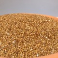 Unpolished Kodo Millet ( Harka / Arikelu / Varagu / Koden / Koovaragu - Naturally Grown )