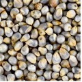 Naati Pearl Millet ( Sajje / Sajjalu / Kambu / Bajra / Kambam ) - Desi Variety