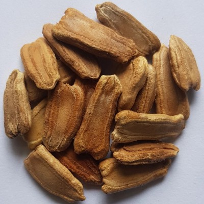 Bottle Gourd Seeds