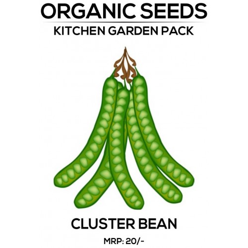 Cluster Bean Seeds