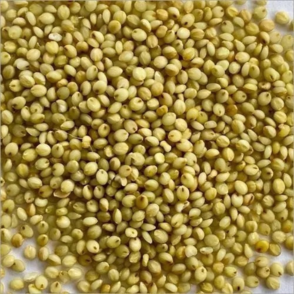 Buy Unpolished Brown Top Millet which contains good amounts of