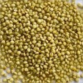 Unpolished Browntop Millet ( Andu Korralu / Korale  - Naturally Grown )