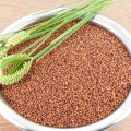 Naati Ragi (Finger Millet / Kelvaragu / Nachani / Nachni) - Desi Variety