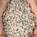 Sun Flower Seeds Raw