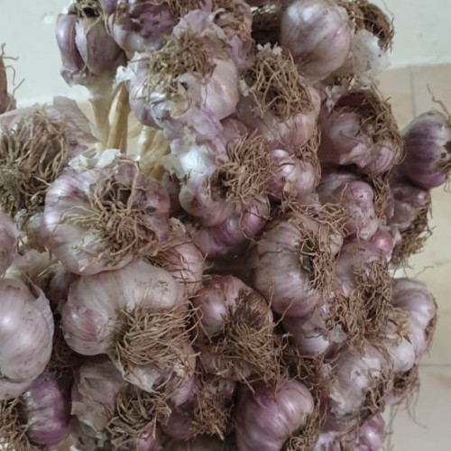 Original Hill Garlic (Naturally Grown)