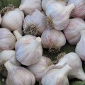 Original Hill Garlic (Naturally Grown)