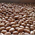 Groundnuts / Peanuts