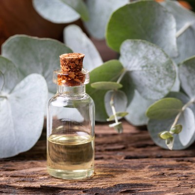 Eucalyptus Oil (Highly Concentrated Original Oil)
